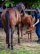 KS300622-41 - Cupboard Love & foal by Territories